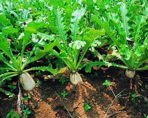 產(chǎn)品應(yīng)用